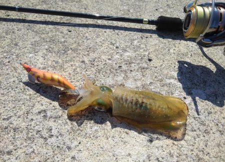 越前海岸でエギング